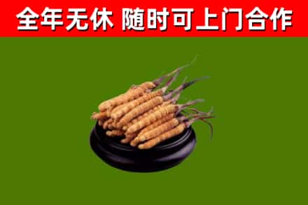 景宁回收冬虫夏草